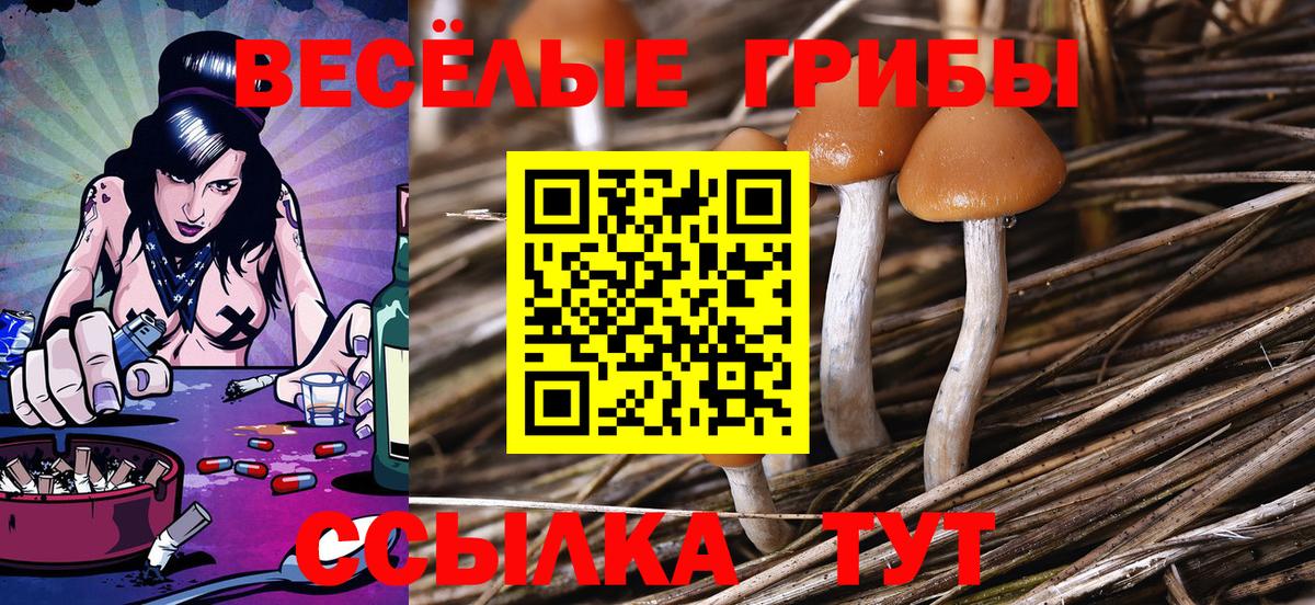 Галлюциногенные грибы Psilocybe  Вход с VPN  Галлюциногенные грибы прущие грибы  Луга 